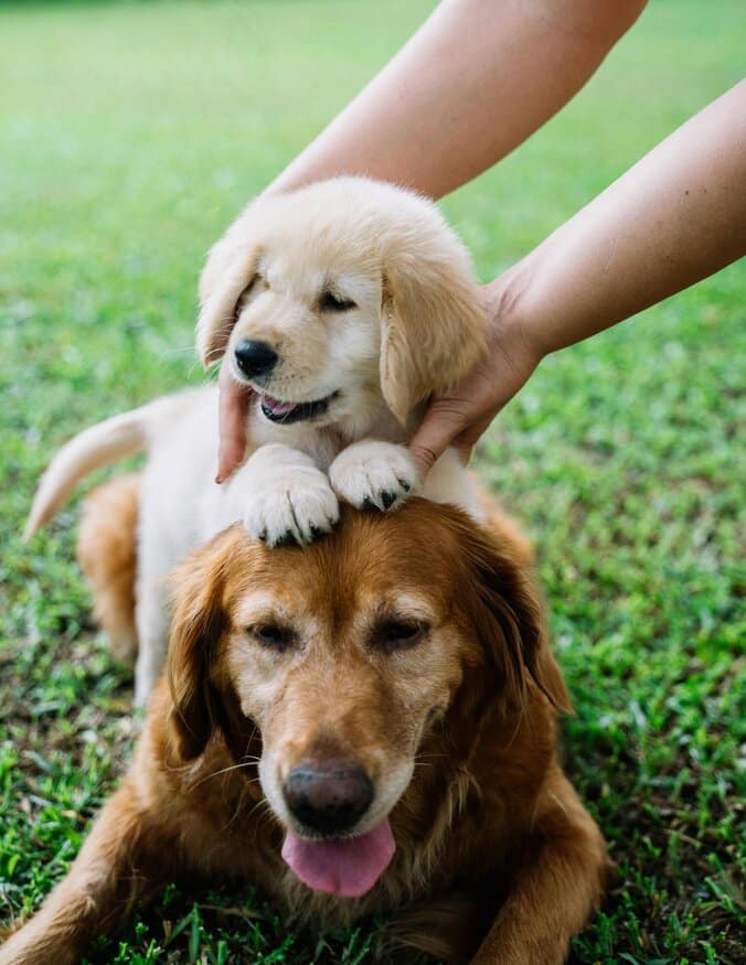 Een golden retriever met zijn puppy.